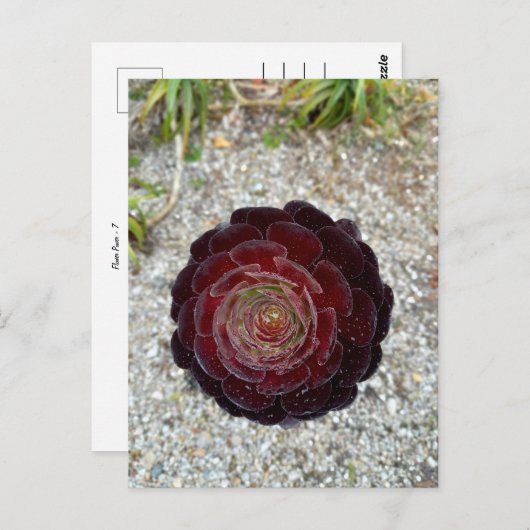 Flower Power - 7 ポストカード (正面/裏面)