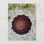 Flower Power - 7 ポストカード (正面)