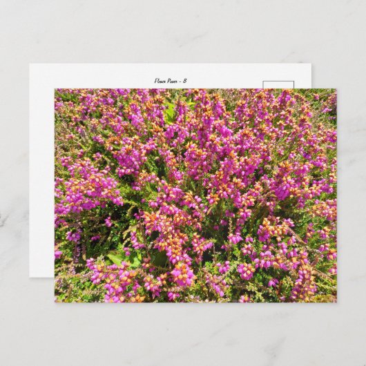 Flower Power - 8 ポストカード (正面/裏面)