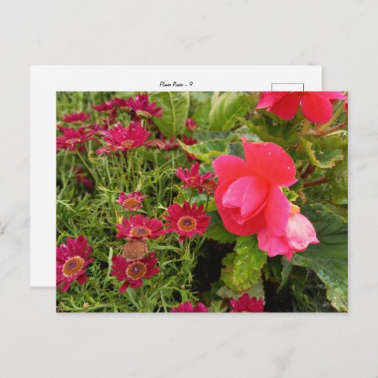 Flower Power - 9 ポストカード (正面/裏面)