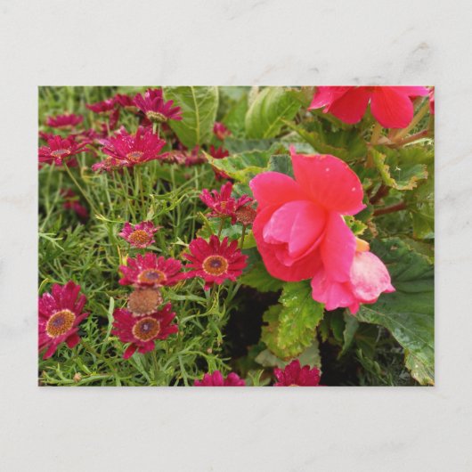 Flower Power - 9 ポストカード (正面)