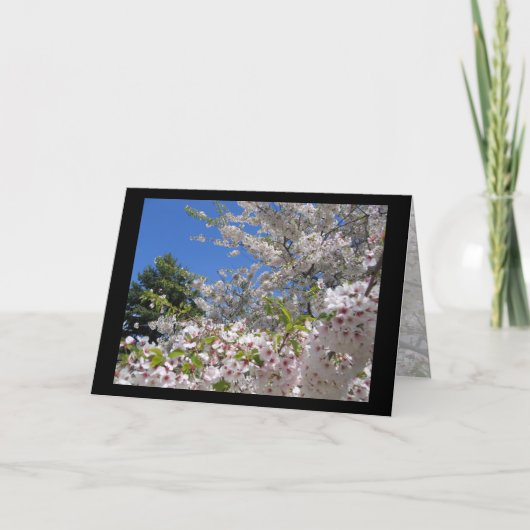 Flowering Cherry Trees Greeting Card カード (正面)