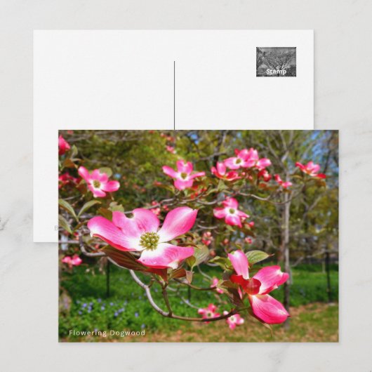 Flowering Dogwood ポストカード (正面/裏面)