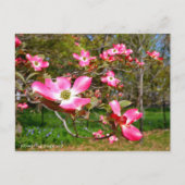 Flowering Dogwood ポストカード (正面)
