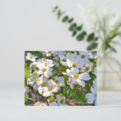 Flowering Dogwood ポストカード (スタンド正面)