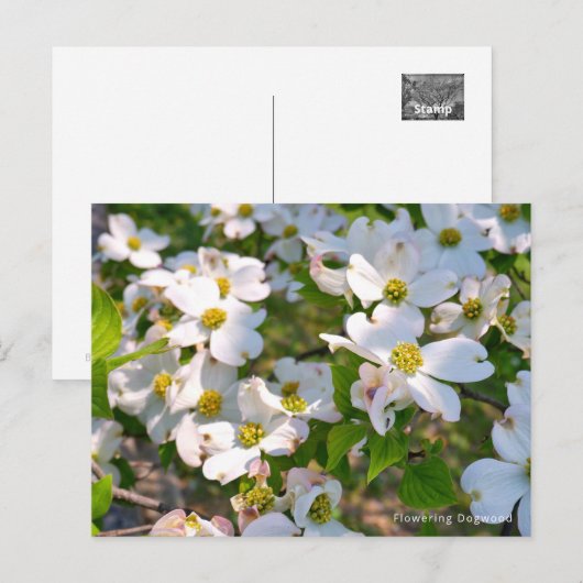 Flowering Dogwood ポストカード (正面/裏面)