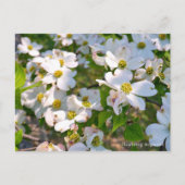 Flowering Dogwood ポストカード (正面)