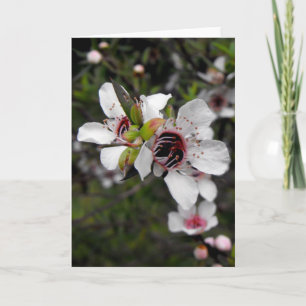 Flowering Manuka Tree カード