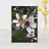Flowering Manuka Tree カード (黄色い花)