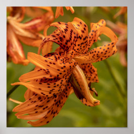 Flowering Petals ポスター