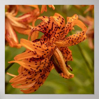 Flowering Petals ポスター