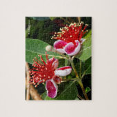 Flowering Pineapple Guava / Guavasteen ジグソーパズル (縦)