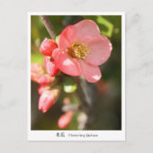 Flowering quince ポストカード (正面)