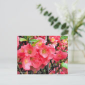 Flowering Quince [Postcard] ポストカード (スタンド正面)