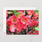 Flowering Quince [Postcard] ポストカード (正面/裏面)