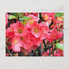 Flowering Quince [Postcard] ポストカード