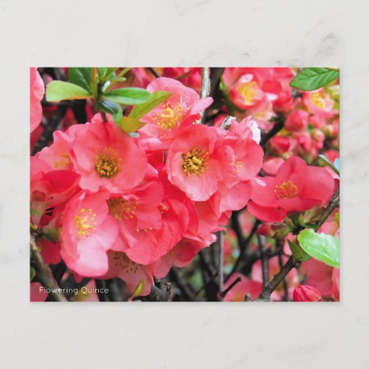 Flowering Quince [Postcard] ポストカード (正面)