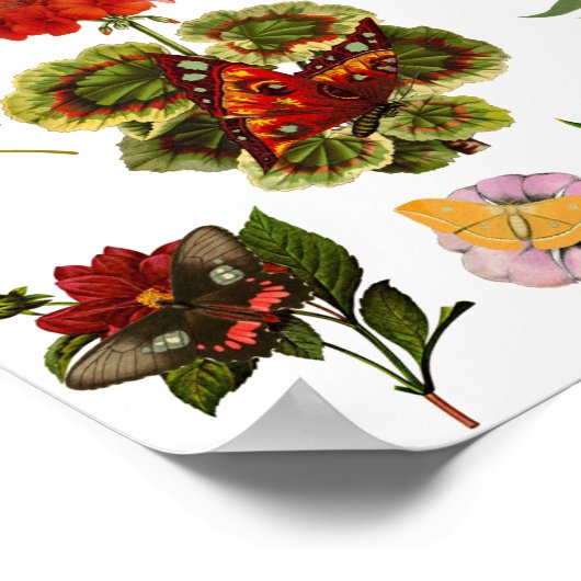 Flowers and butterflies bugs insect plants nature ポスター (角)