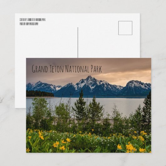 Flowers at Colter Bay ポストカード (正面/裏面)