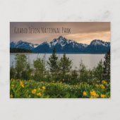 Flowers at Colter Bay ポストカード (正面)