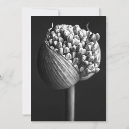 Flowers | B&W Allium Flower Bud サンキューカード (正面)