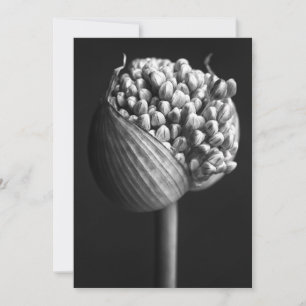 Flowers   B&W Allium Flower Bud サンキューカード