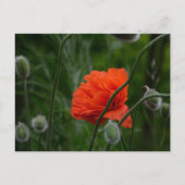 flowers bloom ポストカード (正面)