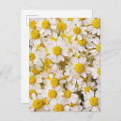 Flowers | Bunch of Chamomiles ポストカード (正面/裏面)