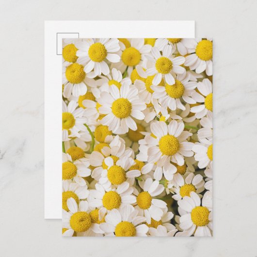 Flowers | Bunch of Chamomiles ポストカード (正面/裏面)