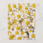Flowers | Bunch of Chamomiles ポストカード (正面)