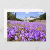 Flowers | Crocus Pirin Mountain Park Bulgaria ポストカード (正面/裏面)