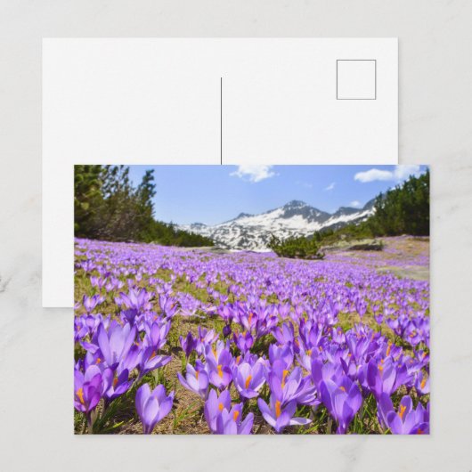 Flowers | Crocus Pirin Mountain Park Bulgaria ポストカード (正面/裏面)
