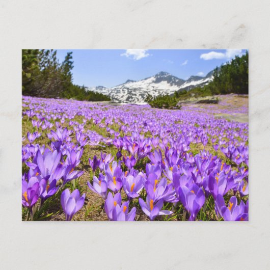 Flowers | Crocus Pirin Mountain Park Bulgaria ポストカード (正面)
