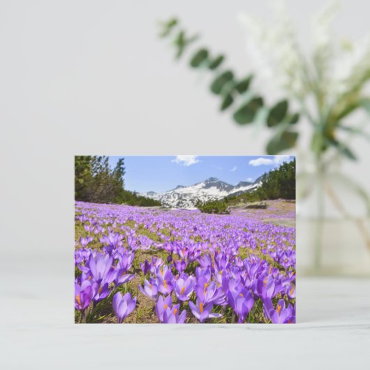 Flowers | Crocus Pirin Mountain Park Bulgaria ポストカード (スタンド正面)