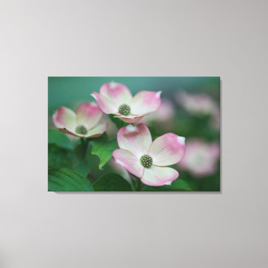 Flowers | Dogwood Blossoms キャンバスプリント (正面)