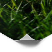 Flowers | Eiger Monch Swiss Alps ポスター (角)