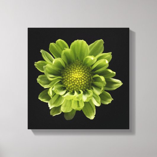 Flowers | Green Chrysanthemum キャンバスプリント (正面)