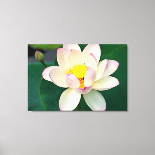 Flowers | Lotus Water Flower キャンバスプリント (正面)