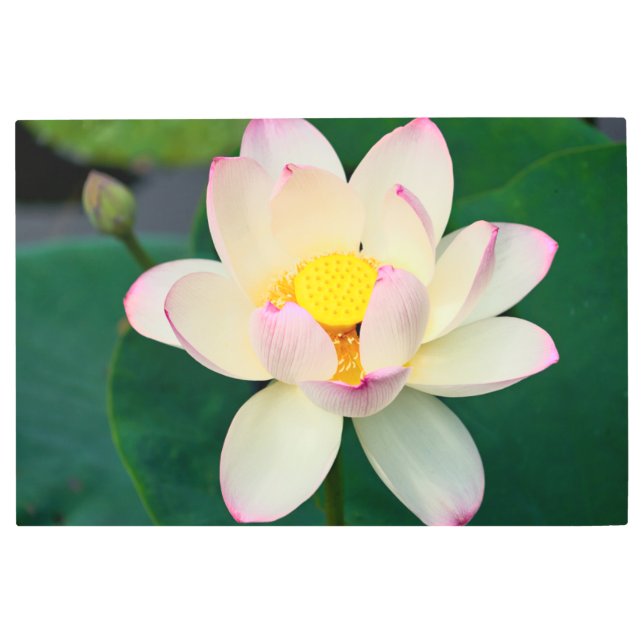 Flowers | Lotus Water Flower メタルプリント (正面)