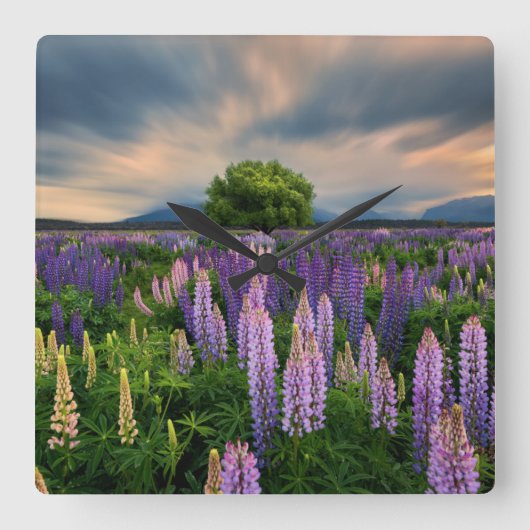 Flowers | Lupine Field in New Zealand スクエア壁時計 (正面)