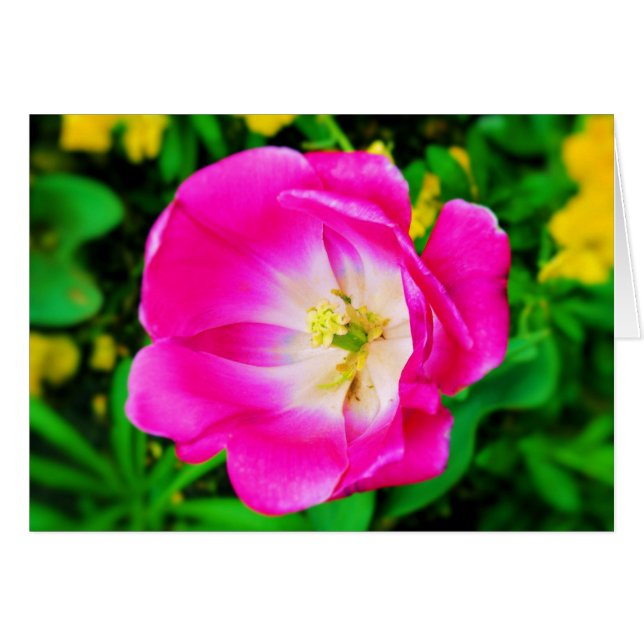 Flowers of St. James Park, London 空白の - Card (正面横)