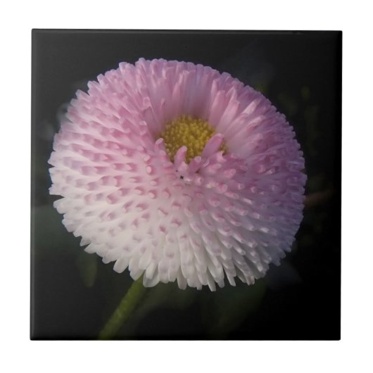 flowers on black - rosa Bellis タイル (正面)