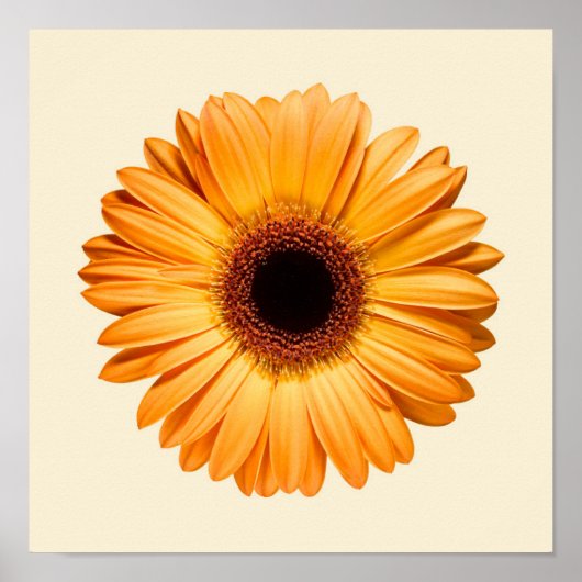 Flowers | Orange Gerbera ポスター (正面)