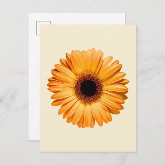 Flowers | Orange Gerbera ポストカード (正面/裏面)