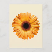 Flowers | Orange Gerbera ポストカード (正面)