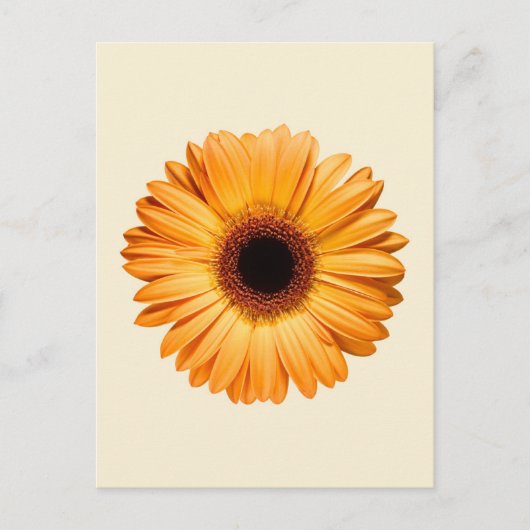 Flowers | Orange Gerbera ポストカード (正面)