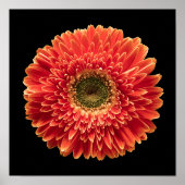 Flowers | Orange Gerbera Daisy ポスター (正面)