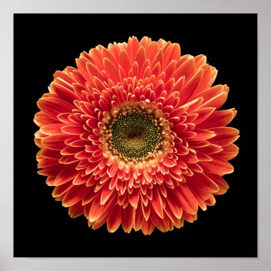Flowers | Orange Gerbera Daisy ポスター (正面)