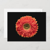 Flowers | Orange Gerbera Daisy ポストカード (正面/裏面)