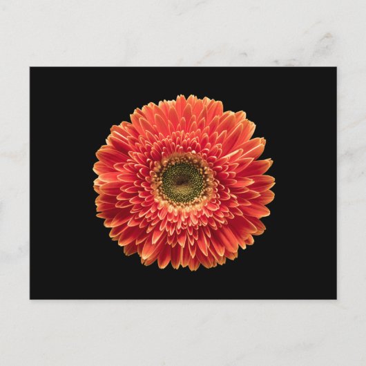 Flowers | Orange Gerbera Daisy ポストカード (正面)